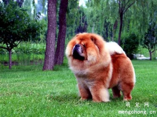 告诉你几条松狮犬日常护理常识