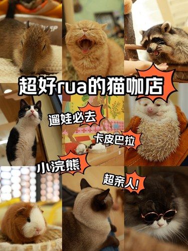 动物园摸不到的小浣熊和卡皮巴拉，在这里摸个够
