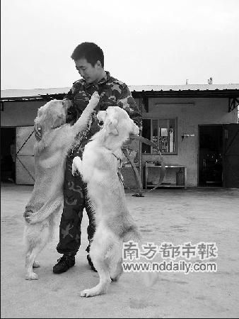 宠物狗培训3个月学费1万小狗胆小老师陪睡(图)