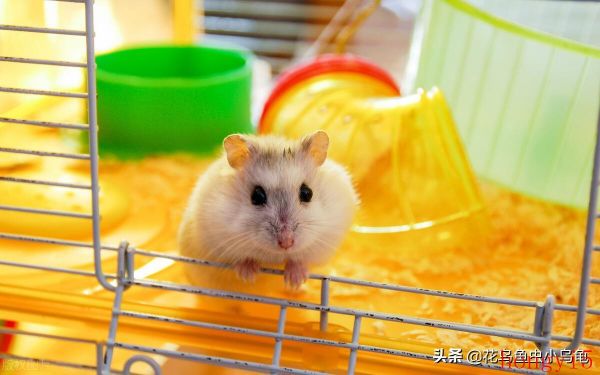 新手怎么养仓鼠 新手养仓鼠注意事项（新手怎么养小仓鼠全面教程）(图1)