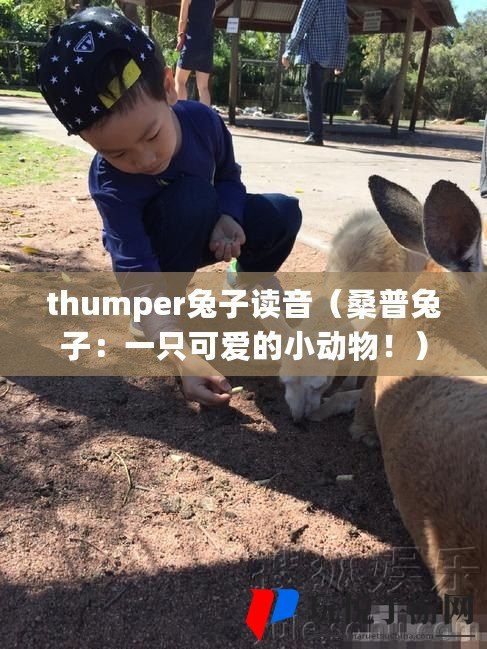 thumper兔子读音（桑普兔子：一只可爱的小动物！）