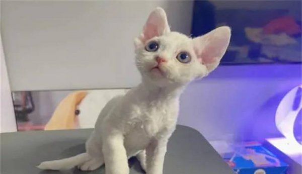 德文卷毛猫多久发一次情