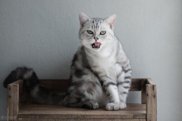 猫咪嘴角发炎了怎么处理？