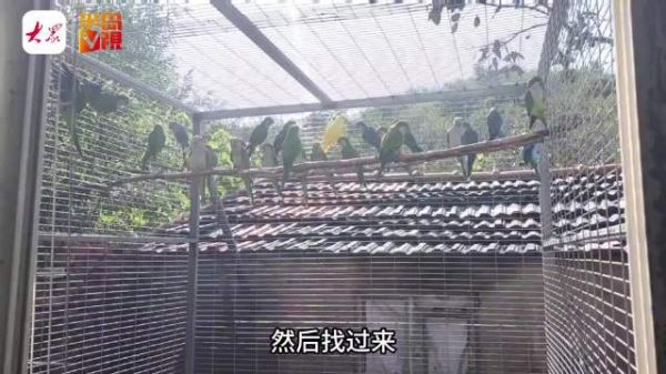一只3000元!小鹦鹉变致富鸟
