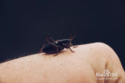 怎么样制作保存昆虫宠物标本