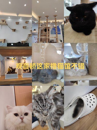 猫咪天地～宠物乐园