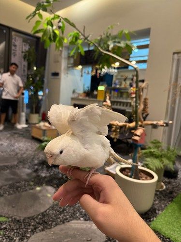 桌边轻客两小鸟