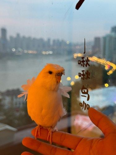 重庆｜来海狮路看日落 头上怎么长小鸡啦