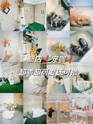 新店❗啾啾异宠咖❗撸喂❗超级乖[亲亲]