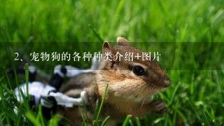 宠物狗的各种种类介绍+图片