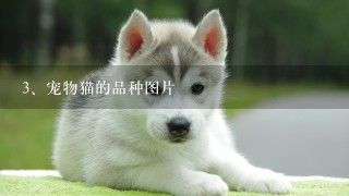 宠物猫的品种图片