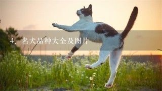 名犬品种大全及图片