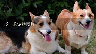 求宠物图片