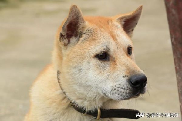 手把手教你怎么辨别土狗？这些纯种的中华田园犬，还有多少人认识？