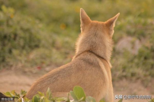 手把手教你怎么辨别土狗？这些纯种的中华田园犬，还有多少人认识？