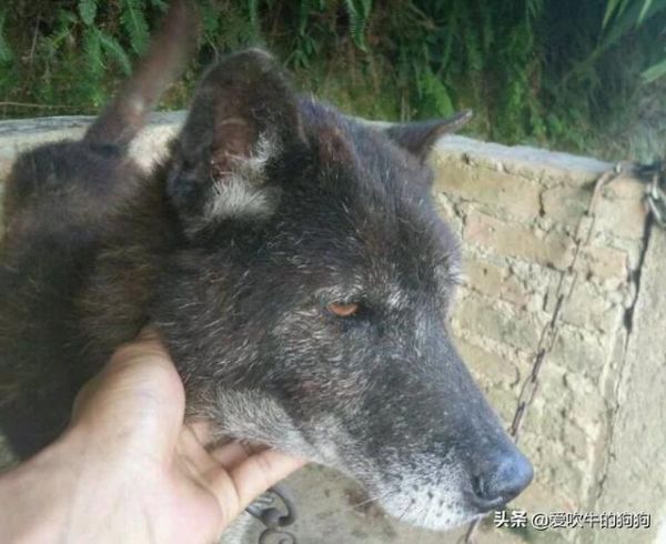 手把手教你怎么辨别土狗？这些纯种的中华田园犬，还有多少人认识？