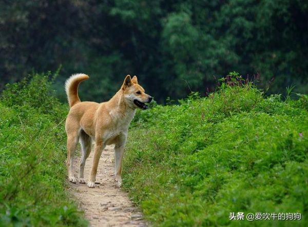 手把手教你怎么辨别土狗？这些纯种的中华田园犬，还有多少人认识？