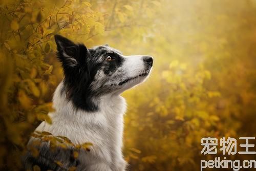 边境牧羊犬