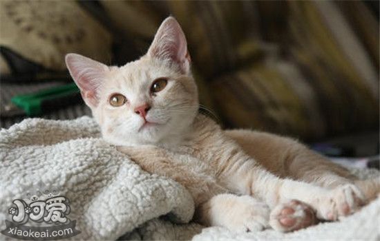 猫应激反应的症状是什么 以下这三种症状你了解了吗