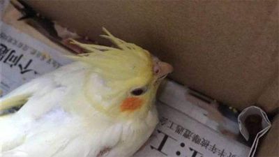 如何让飞走的鹦鹉回来