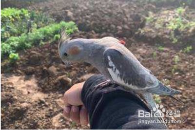 如何让飞走的鹦鹉回来