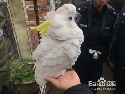 如何让飞走的鹦鹉回来