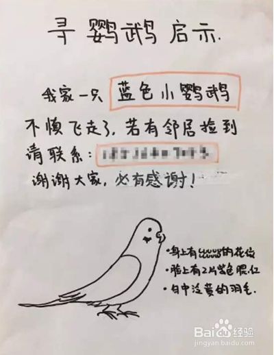 如何让飞走的鹦鹉回来