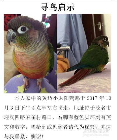 如何让飞走的鹦鹉回来