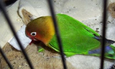 如何让飞走的鹦鹉回来