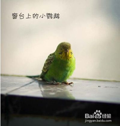 如何让飞走的鹦鹉回来