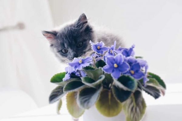 小猫和植物