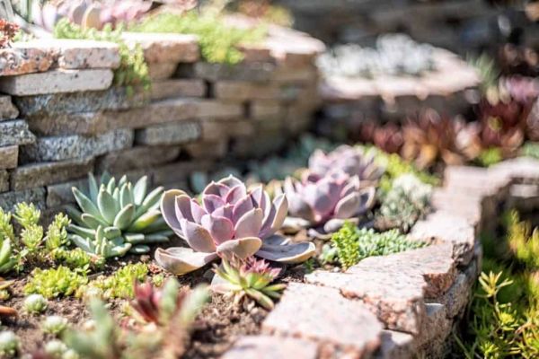 echeveria