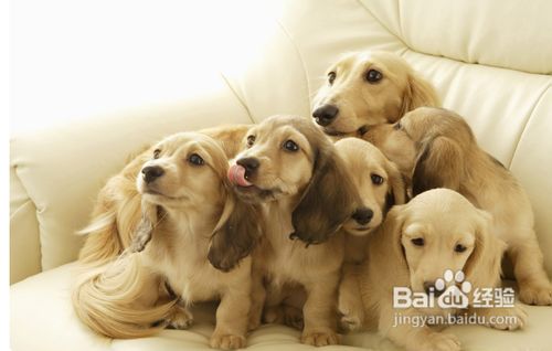 腊肠犬怎么养