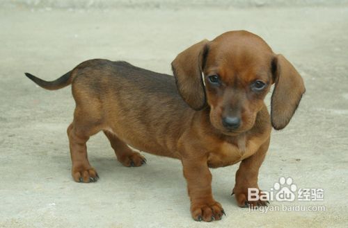 腊肠犬怎么养
