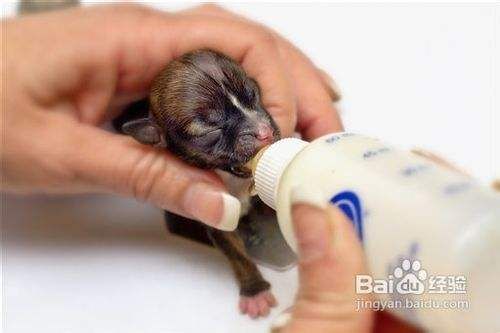 不同时期的腊肠犬应该如何喂养