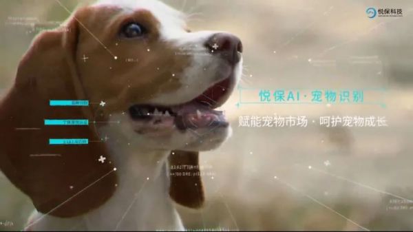 互联网宠物项目，让宠物拥抱科技