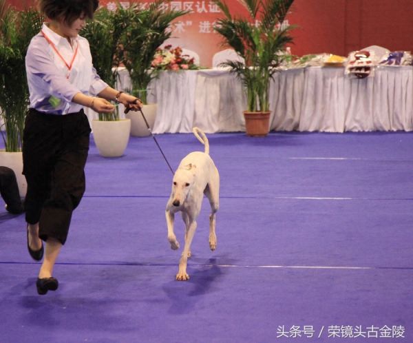 狗狗也有超级联赛 爱狗人士喜欢