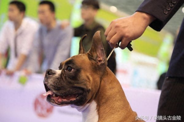 狗狗也有超级联赛 爱狗人士喜欢