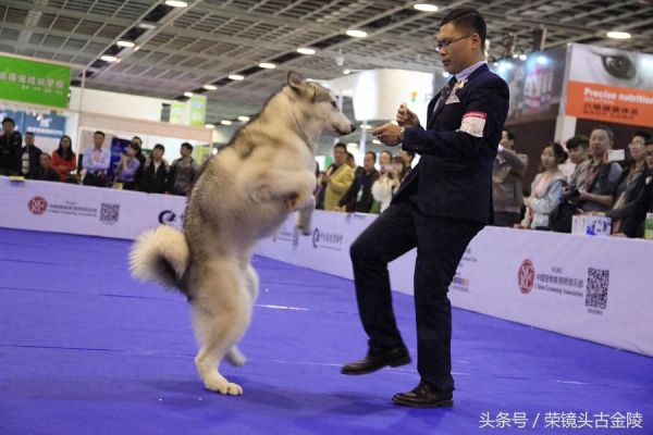 狗狗也有超级联赛 爱狗人士喜欢