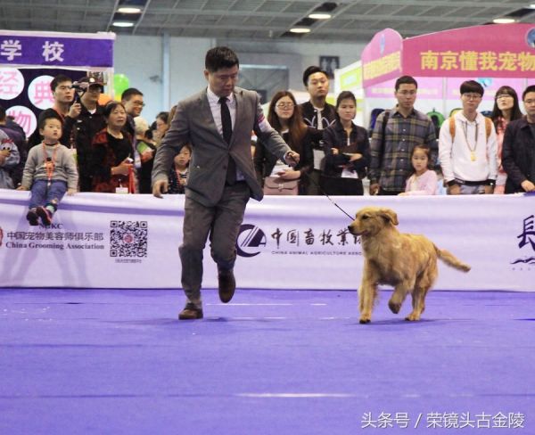 狗狗也有超级联赛 爱狗人士喜欢