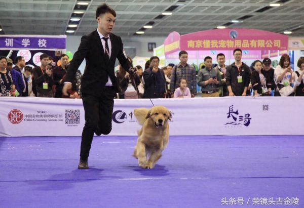 狗狗也有超级联赛 爱狗人士喜欢