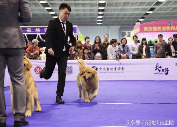 狗狗也有超级联赛 爱狗人士喜欢
