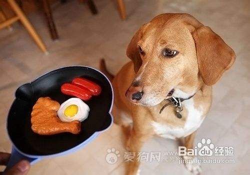 奖励狗狗要恰当