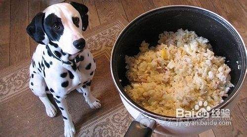 奖励狗狗要恰当