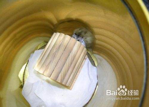 出生不久的三线仓鼠要如何饲养？