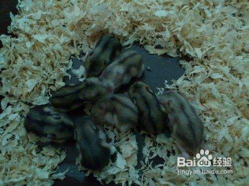 出生不久的三线仓鼠要如何饲养？