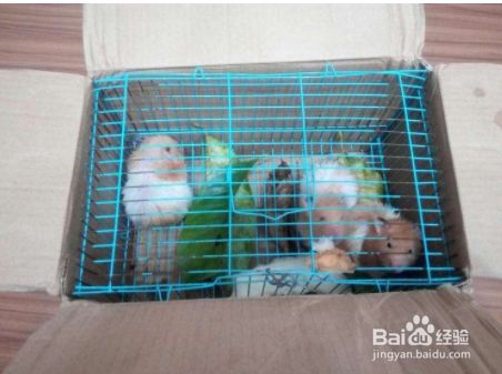 在家怎么养宠物仓鼠