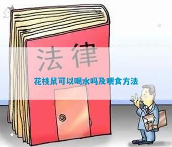 花枝鼠可以喝水吗及喂食方法