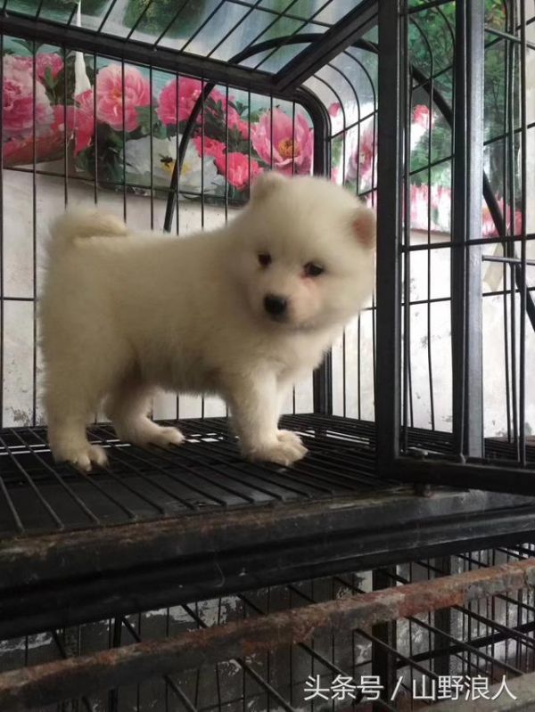 养宠物的心理