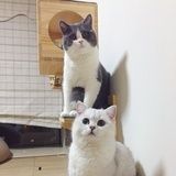 66lucky和悠米